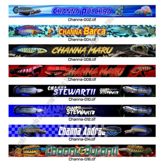 Tem dán viền hồ cá lóc - trang trí bể cá - tích hợp sẵn keo, dễ dàng sử dụng