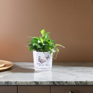 Chậu sứ trồng cây kèm đĩa hứng nước mẫu CHS_04, trồng cây để bàn phong thủy( giao hoa ngẫu nhiên )