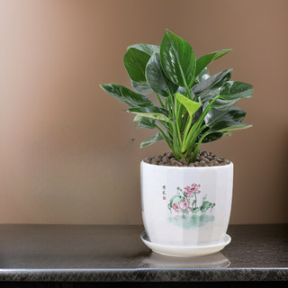 Chậu sứ trồng cây kèm đĩa hứng nước Mẫu CHS_03, trồng cây để bàn làm việc phong thủy( Giao hoa ngẫu nhiên )