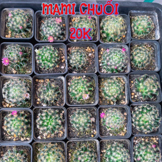 Xương rồng Mami chuối múi nhỏ