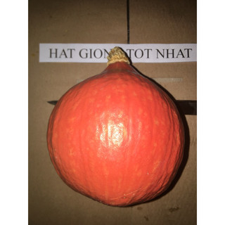 Hạt giống bí ngô giọt nước, bí ngô red kuri, bí ngô red hokkaido nảy mầm 99%