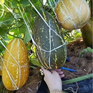 [ Sale 50%] 220 hạt giống dưa thái thơm_ Nảy 99%, trái to bở không khét