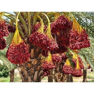 Sale lấy tương tác- 100gr chà là sấy dẻo