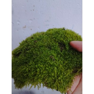 Rêu xanh cạn