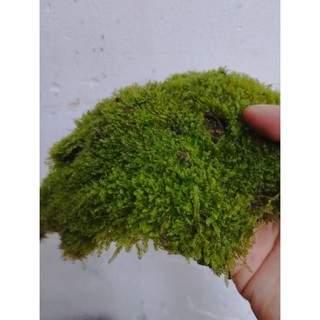 rêu xanh cạn
