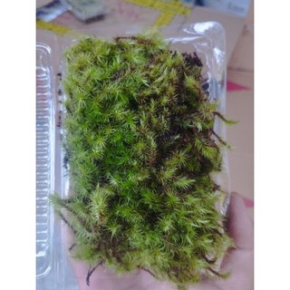 Rêu Haircap