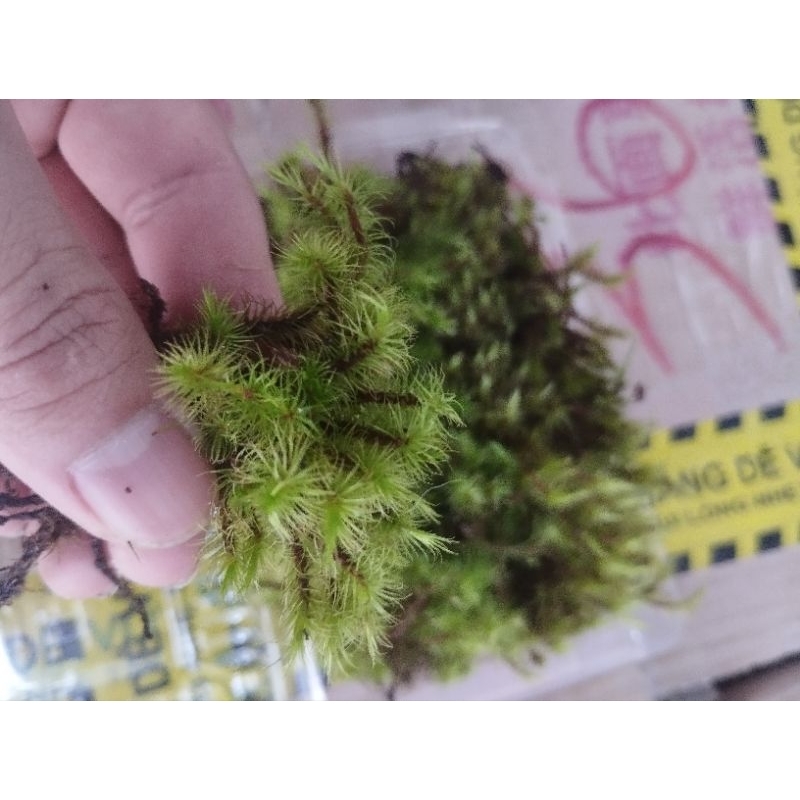 Rêu Haircap