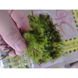 Rêu Haircap