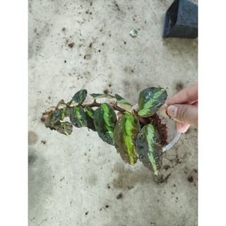 cây thằn lằn nhung bán cạn