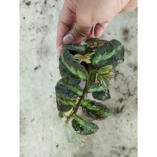 cây thằn lằn nhung bán cạn