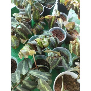 cây thằn lằn nhung bán cạn