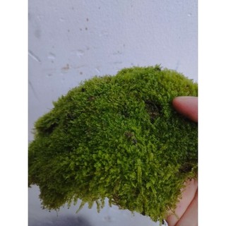 rêu xanh cạn