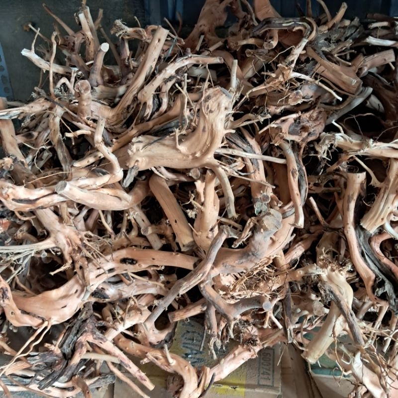 Lũa San Hải Quỳ Mini