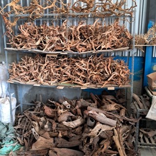 Cây Lũa Tự Nhiên Trang Trí Bể Cá,Ốc,Bò Sát..v
