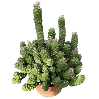 Xương rồng euphoria