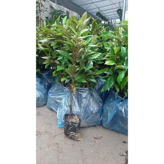 Cây giống Vú sữa tím (cây gieo hạt )