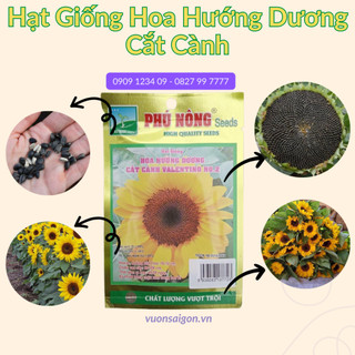 Hạt Giống Hoa Hướng Dương Cắt Cành Phú Nông, hạt chắc khỏe, tỉ lệ nẩy mầm >95% (Vườn Sài Gòn)