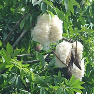 Vỏ và lá Cây Gòn Gai  tự nhiên