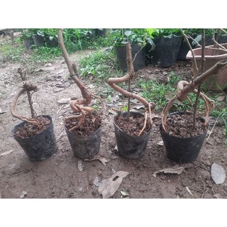 Dâu tằm dáng quái  Bonsai mini