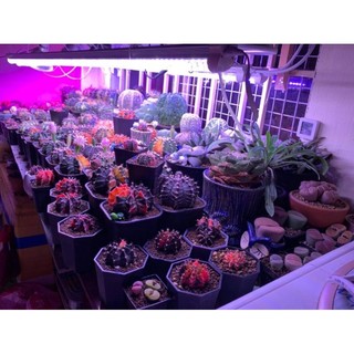 Lcgrowlights /Bóng 1m2- Đèn chuyên dụng cho xương rồng