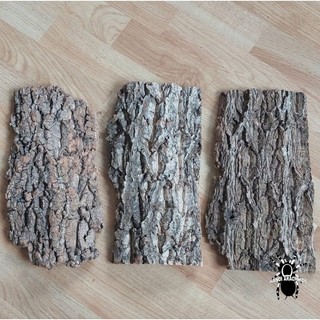 Cork bark - Vỏ gỗ sồi