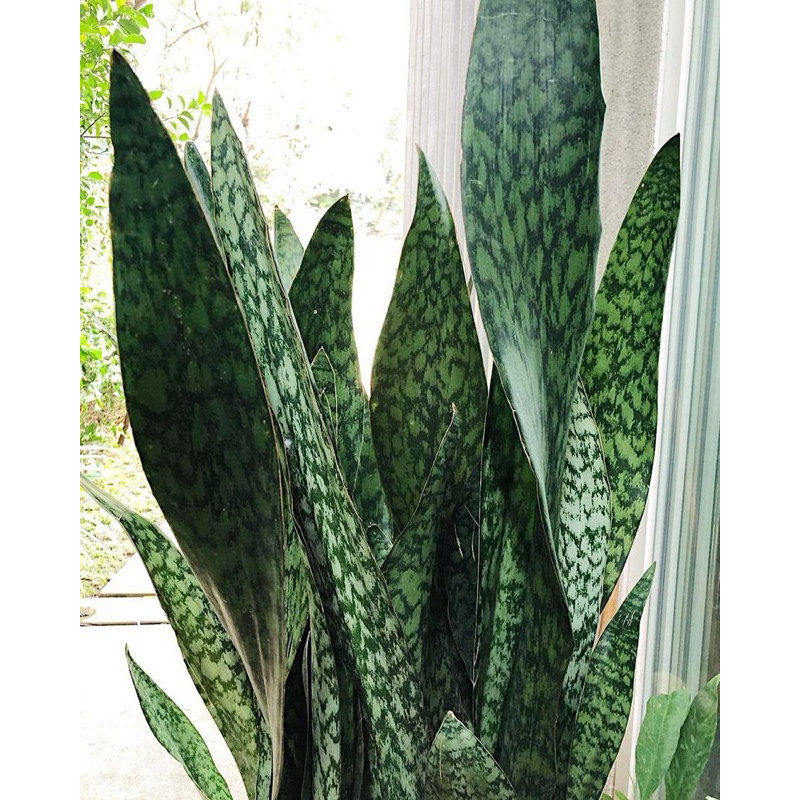 Cây lưỡi rồng lá lớn (Sansevieria Metalica)