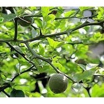 Chỉ Thực, 100g cắt mỏng sấy khô, hàng mới