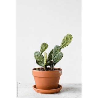 xương rồng lá tai thỏ ( đi đơn tổng 30 k trở lên)