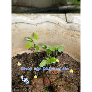kim ngân hoa rừng(hạt giống tự nhiên nguyên quả)