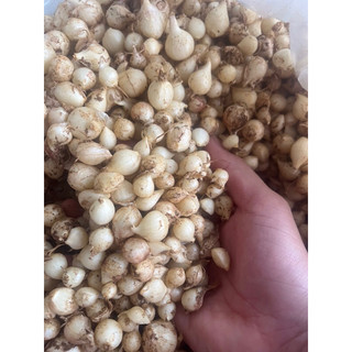 Củ nén (hành tăm) Quảng Trị mix củ nhỏ + to (500g)