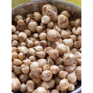 Củ nén (hành tăm) Quảng Trị mix củ nhỏ + to (500g)