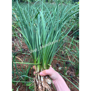 Củ nén (hành tăm) Quảng Trị mix củ nhỏ + to (500g)