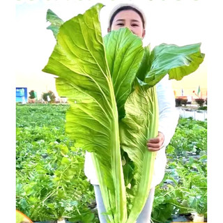 Hạt giống cải xanh khổng lồ