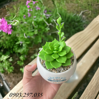 Sen đá đất sét Chậu sứ kích thước 6-7cm