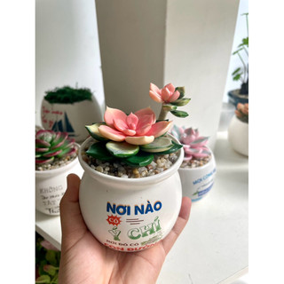 Sen đá thủ công bằng đất sét tự khô size 6-7cm