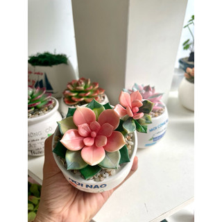 Sen đá thủ công bằng đất sét tự khô size 6-7cm