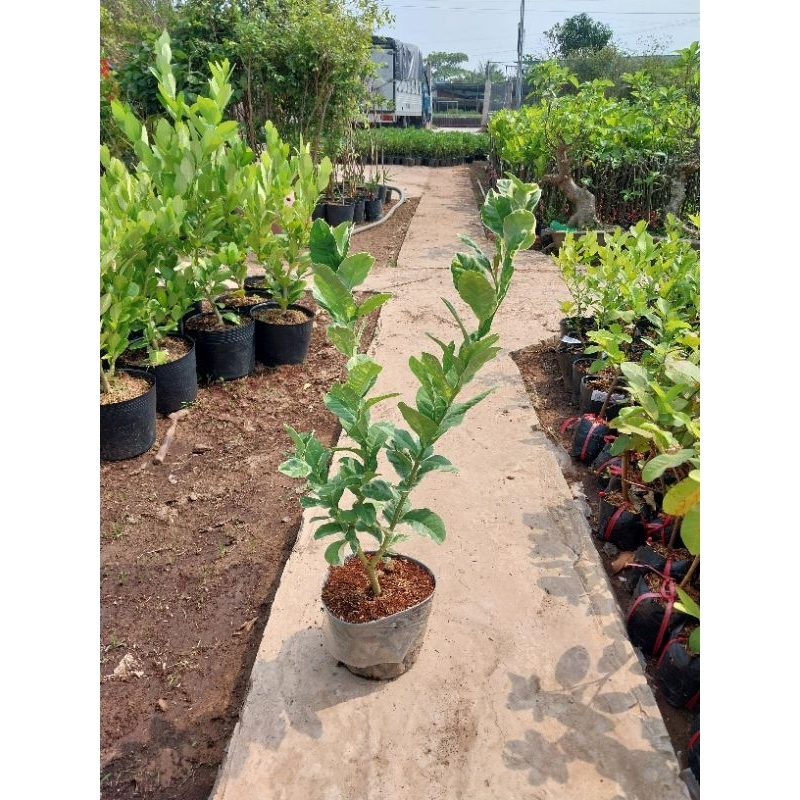 Cây giống chanh mỹ lá đốm