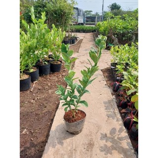 Cây giống chanh mỹ lá đốm