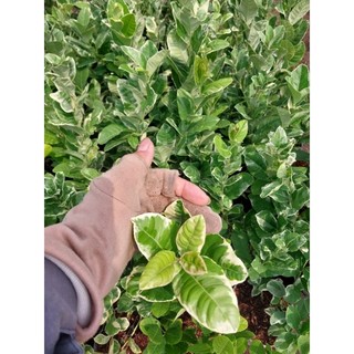 Cây giống chanh mỹ lá đốm