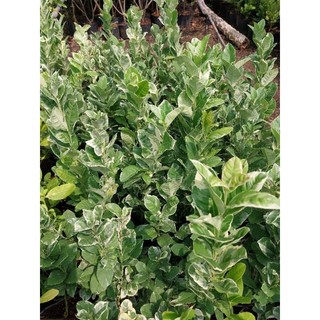 Cây giống chanh mỹ lá đốm