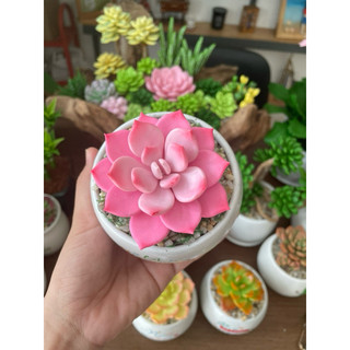 Sen đá bằng đất sét chậu sứ kích thước 6-7cm