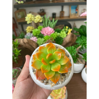 Sen đá đất sét chậu sứ kích thước 6-7cm