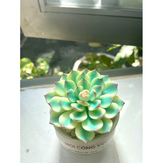 Sen đá var bằng đất sét đường kính 8cm