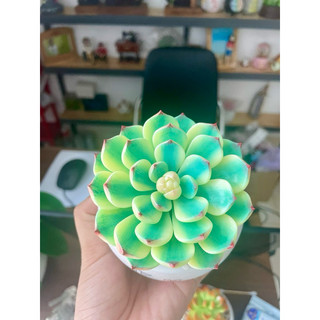 Sen đá var bằng đất sét đường kính 8cm