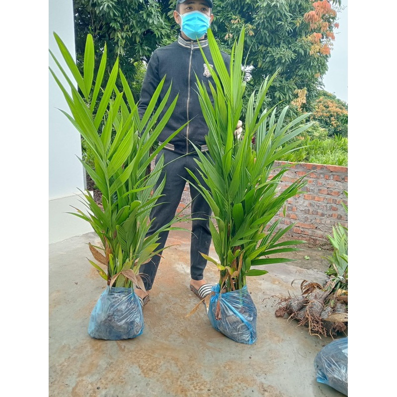Cây Giống Cau Tứ Quý (ra quả quanh năm )