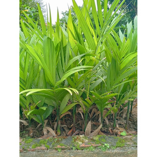 Cây Giống Cau Tứ Quý (ra quả quanh năm )