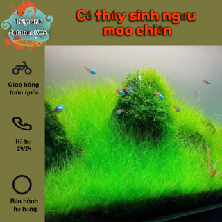 Cỏ thủy sinh ngưu mao chiên