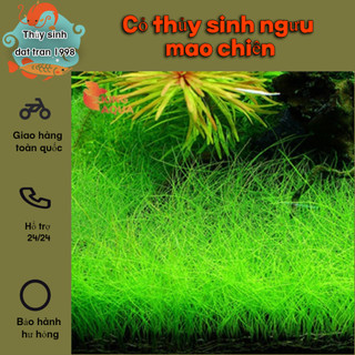 Cỏ thủy sinh ngưu mao chiên ( 1 Bụi )
