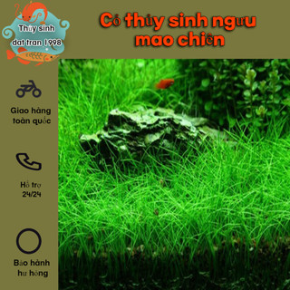 Cỏ thủy sinh ngưu mao chiên ( 1 Bụi )