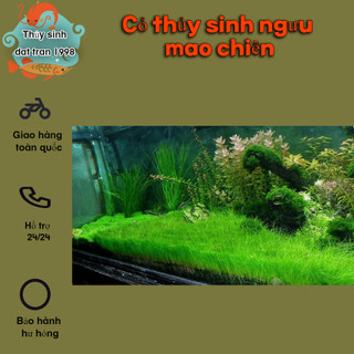 Cỏ thủy sinh ngưu mao chiên ( 1 Bụi )
